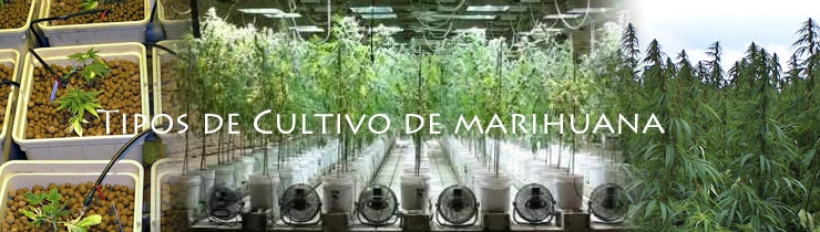 Tipos de cultivo Marihuana